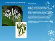 Цибуля ведмежа (черемша) Allium ursinum L. Назва цибулі походить від латинськ...