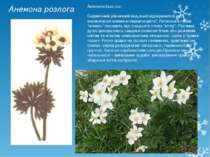 Анемона розлога Anemone laxa Juz- Ендемічний рівнинний вид,який відокремився ...