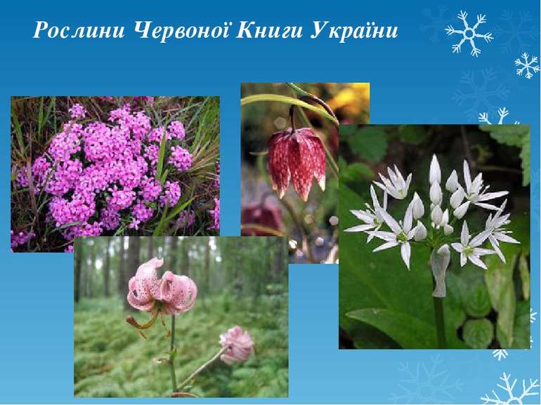 Рослини Червоної Книги України
