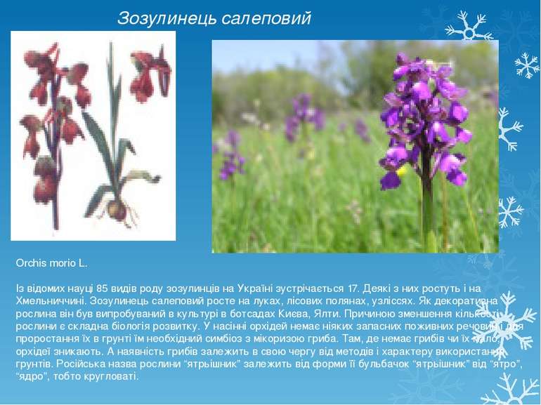 Зозулинець салеповий Orchis morio L. Із відомих науці 85 видів роду зозулинці...