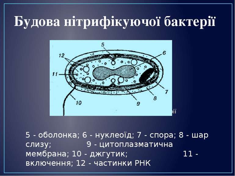 Схема будови нітрифікуючої бактерії 5 - оболонка; 6 - нуклеоїд; 7 - спора; 8 ...