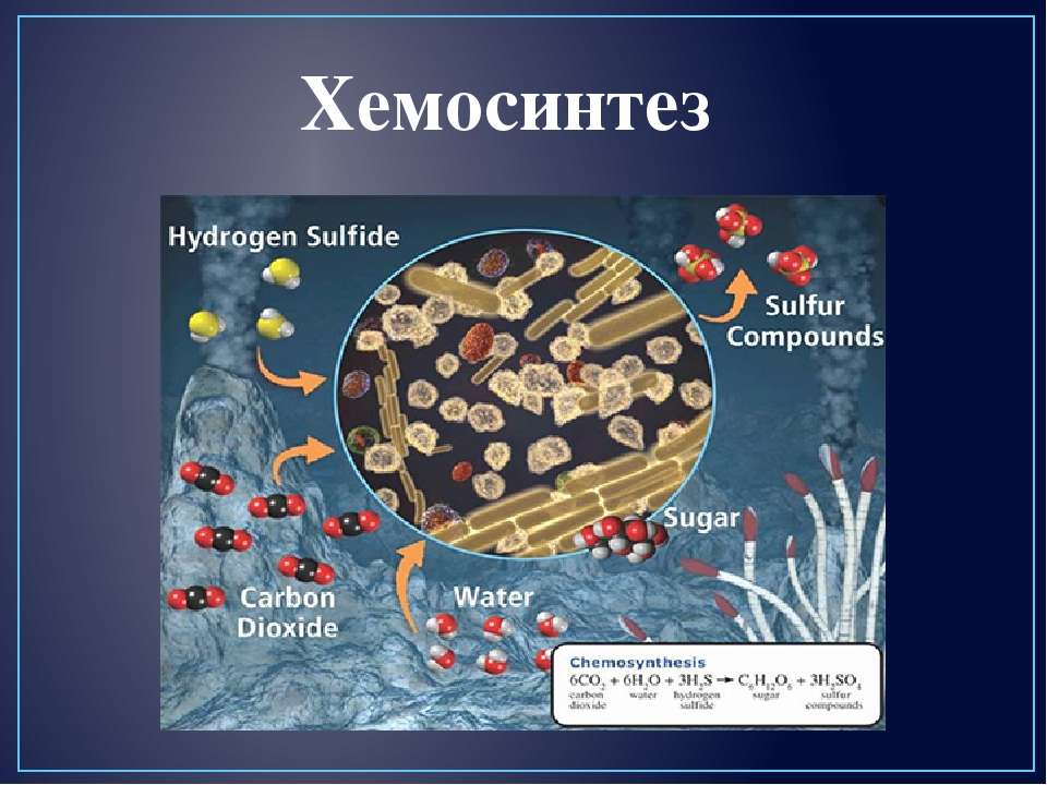 Хемосинтез бактерий