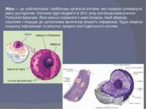 Ядро — це найпомітніша і найбільша органела клітини, яка першою привернула ув...