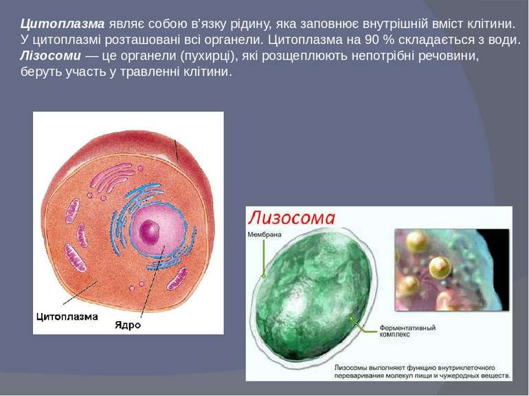 Цитоплазма являє собою в’язку рідину, яка заповнює внутрішній вміст клітини. ...