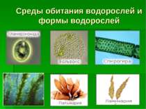Среды обитания водорослей и формы водорослей