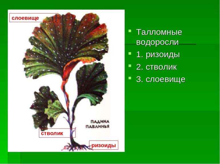 Талломные водоросли 1. ризоиды 2. стволик 3. слоевище ризоиды стволик слоевище