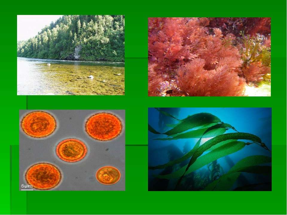 Когда появились водоросли. Зелёные многоклеточные водоросли среда обитания. Местообитание водорослей. Среда обитания красных водорослей. Среда жизни водорослей.