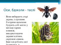 Оси, бджоли - теслі Вони вибирають старі дерева, із дуплами. Гострими щелепам...