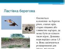 Ластівка берегова Оселяється колоніями  на берегах річок, схилах ярів, старих...