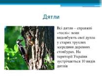 Дятли Всі дятли – справжні «теслі»: вони видовбують свої дупла у старих трухл...