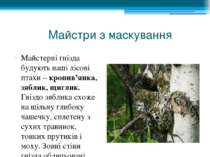 Майстри з маскування Майстерні гнізда будують наші лісові птахи – кропив’янка...