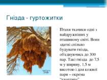 Гнізда - гуртожитки Птахи ткачики одні з найдружніших у пташиному світі. Вони...