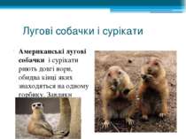 Лугові собачки і сурікати Американські лугові собачки і сурікати риють довгі ...