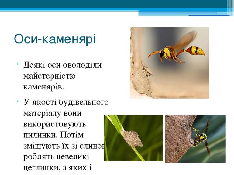 Оси-каменярі Деякі оси оволоділи майстерністю каменярів. У якості будівельног...