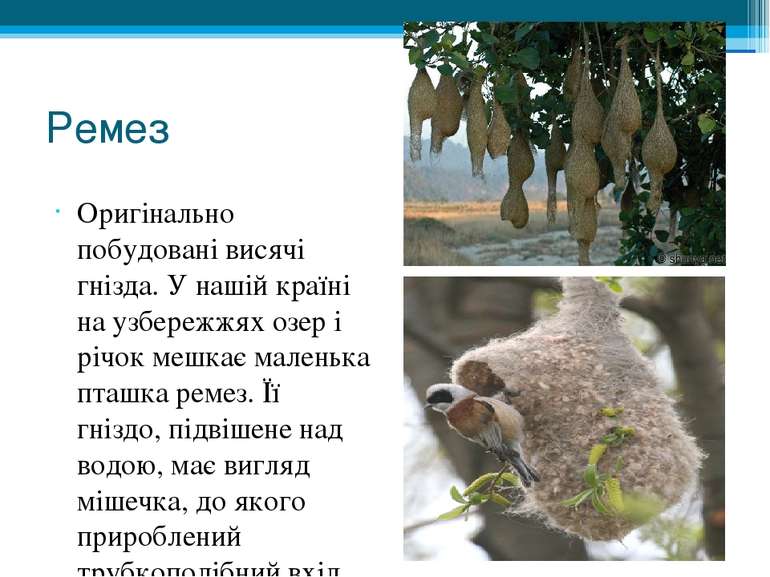 Ремез Оригінально побудовані висячі гнізда. У нашій країні на узбережжях озер...