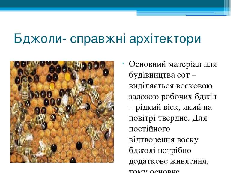 Бджоли- справжні архітектори Основний матеріал для будівництва сот – виділяєт...