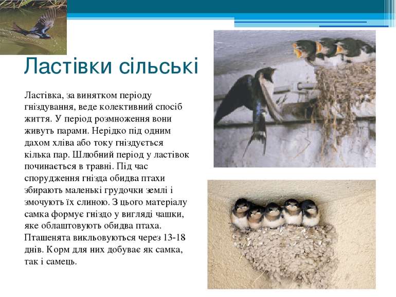 Ластівки сільські Ластівка, за винятком періоду гніздування, веде колективний...