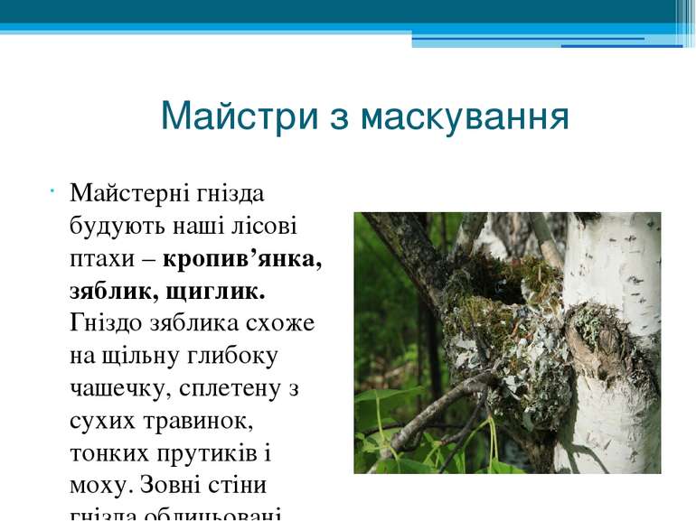 Майстри з маскування Майстерні гнізда будують наші лісові птахи – кропив’янка...