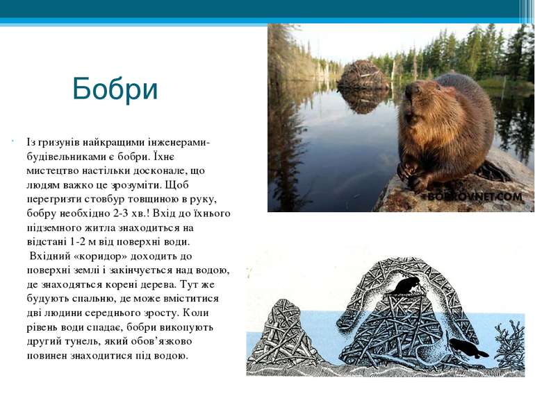 Бобри Із гризунів найкращими інженерами-будівельниками є бобри. Їхнє мистецтв...