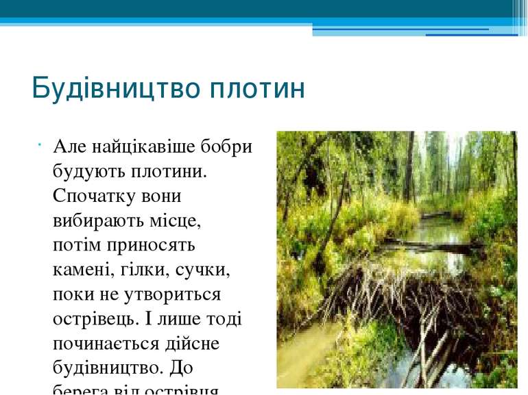 Будівництво плотин Але найцікавіше бобри будують плотини. Спочатку вони вибир...