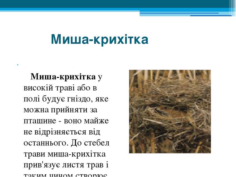 Миша-крихітка    Миша-крихітка у високій траві або в полі будує гніздо, яке м...