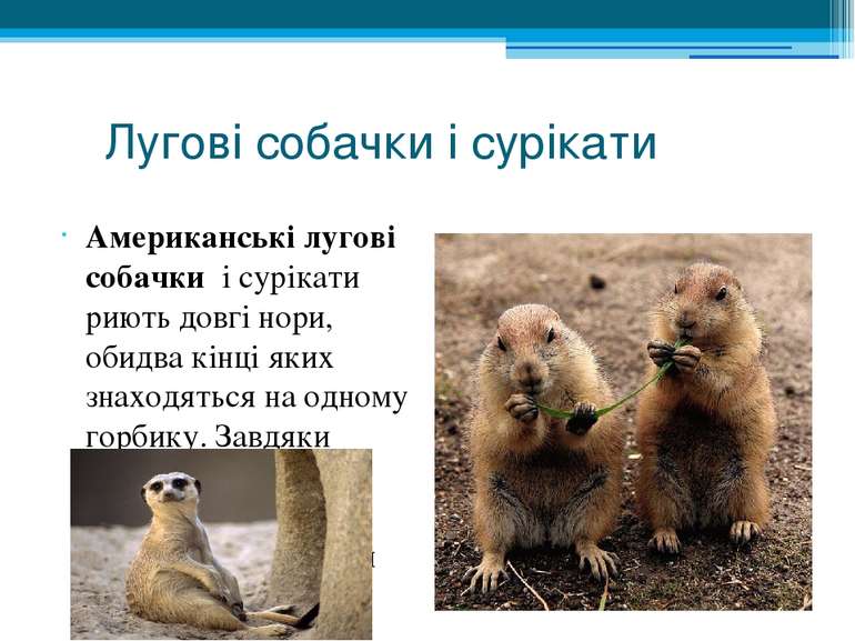 Лугові собачки і сурікати Американські лугові собачки і сурікати риють довгі ...