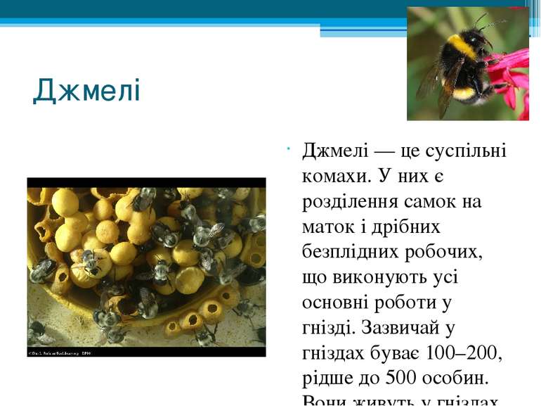 Джмелі Джмелі — це суспільні комахи. У них є розділення самок на маток і дріб...