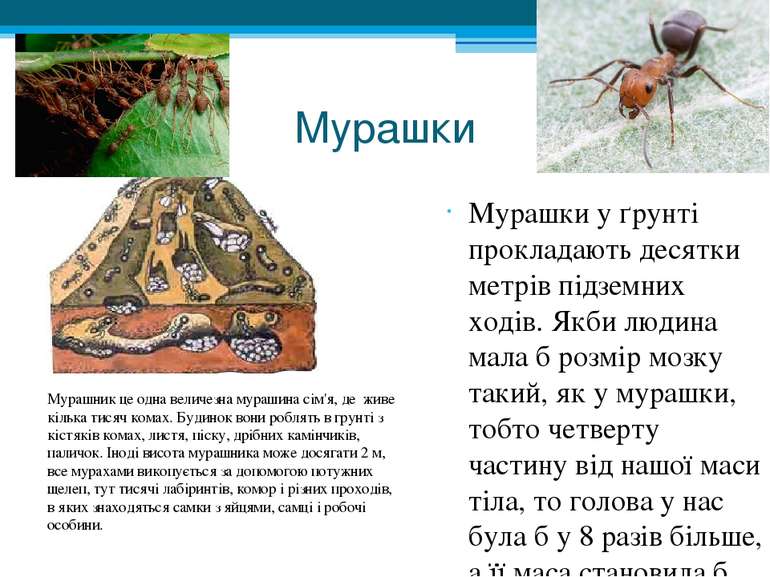 Мурашки Мурашки у ґрунті прокладають десятки метрів підземних ходів. Якби люд...