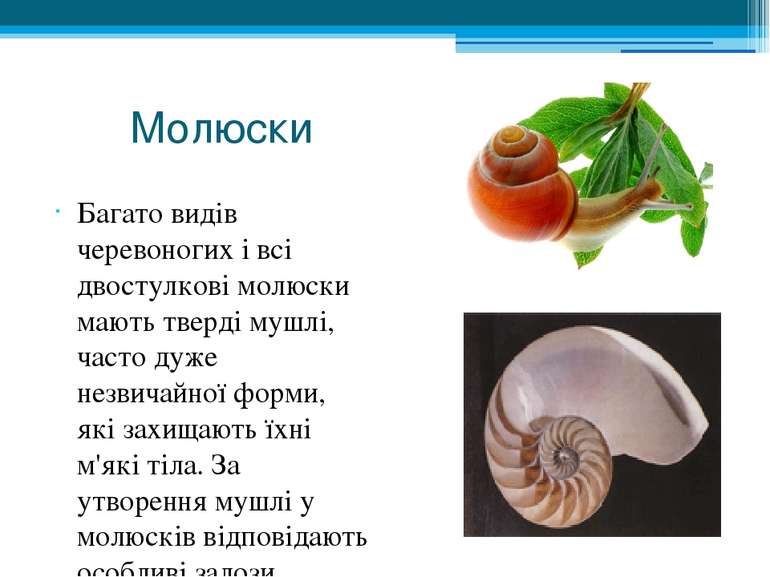 Молюски Багато видів черевоногих і всі двостулкові молюски мають тверді мушлі...