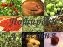 Поширення плодів та насіння