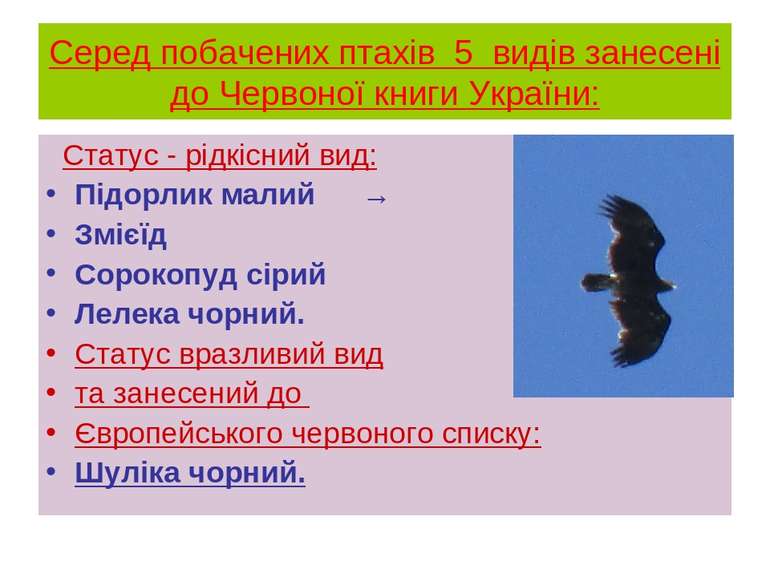 Серед побачених птахів 5 видів занесені до Червоної книги України: Статус - р...