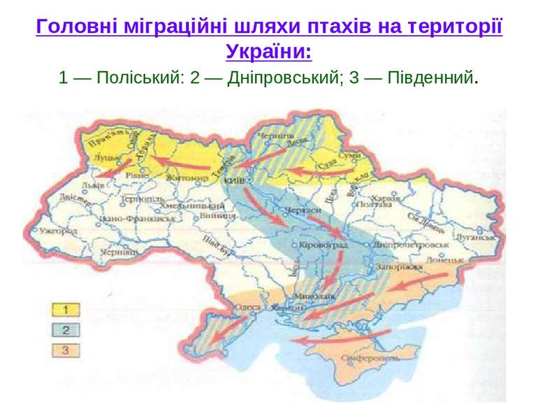 Головні міграційні шляхи птахів на території України: 1 — Поліський: 2 — Дніп...