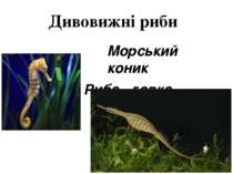 Дивовижні риби Морський коник Риба - голка
