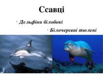 Ссавці Дельфіни білобокі Білочеревні тюлені
