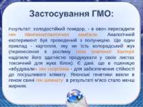 Результат: холодостійкий помідор, - в овоч пересадили ген північноатлантичної...