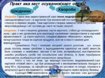 Практика застосування(картопля): Громадянин Росії і інтервю місцевій газеті р...