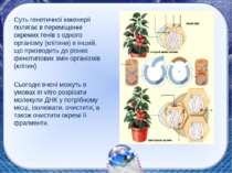 Суть генетичної інженерії полягає в переміщенні окремих генів з одного органі...