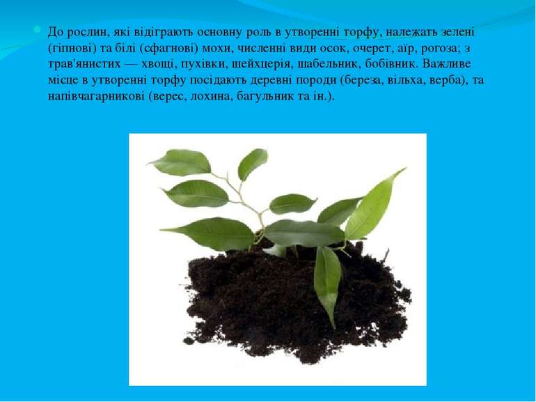 До рослин, які відіграють основну роль в утворенні торфу, належать зелені (гі...