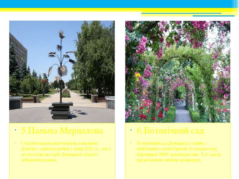 6.Ботанічний сад Ботанічний сад Донецька є одним з найбільших садів Європи. К...