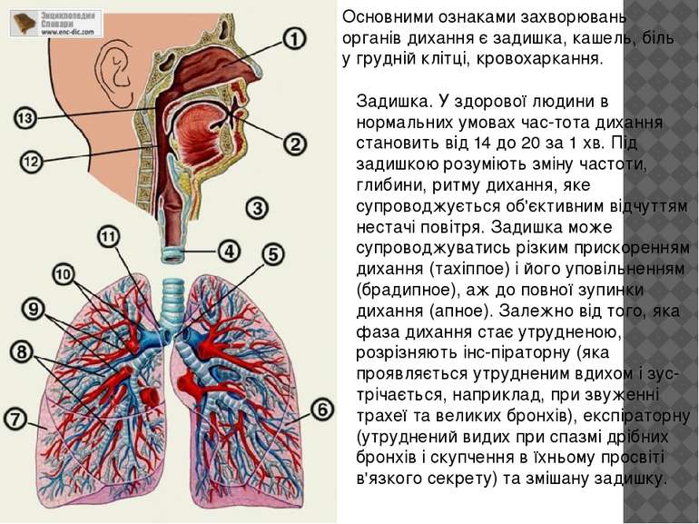 Основними ознаками захворювань органів дихання є задишка, кашель, біль у груд...