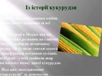 Із історії кукурудзи Кукурудза - найдавніша хлібна рослина Землі і найвища за...
