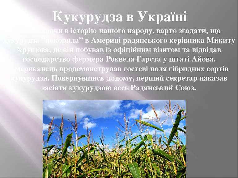 Заглядаючи в історію нашого народу, варто згадати, що кукурудза ”покорила” в ...