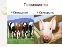 Тваринництво Скотарство Свинарство