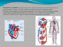 Інфаркт міокарда - гостре захворювання серця, обумовлене розвитком одного або...