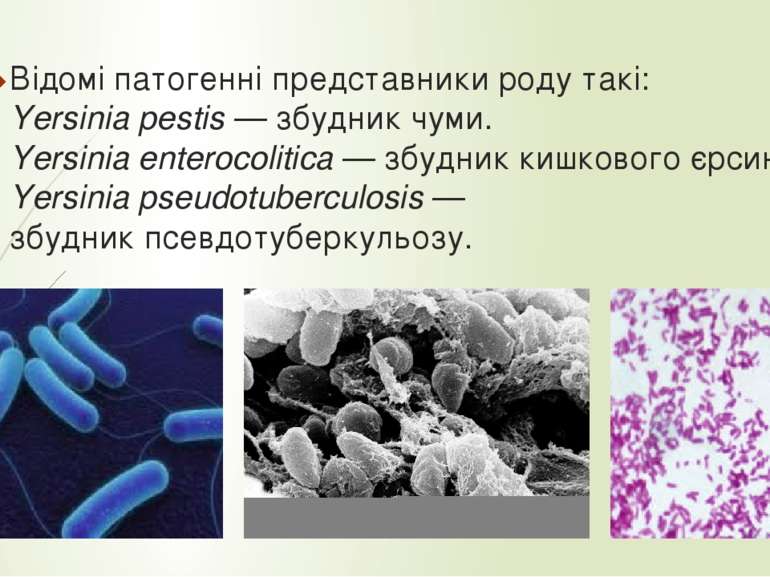 Відомі патогенні представники роду такі: Yersinia pestis — збудник чуми. Yers...