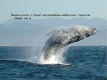 Велика кількість планктону приваблює найбільших тварин на Землі - китів