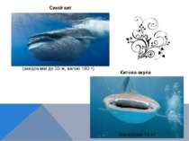 Синій кит (завдовжки до 33 м, вагою 160 т) (завдовжки 15 м) Китова акула