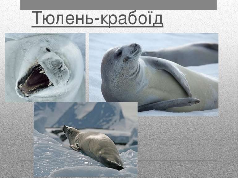 Тюлень-крабоїд