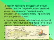 Риби Головний мозок риб складається з трьох основних частин: передній мозок, ...