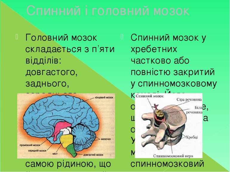 Спинний і головний мозок Головний мозок складається з п’яти відділів: довгаст...